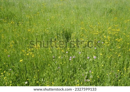 Natural landscape field park of blooming yellow Marigold flower park, Calendula Arvensis family