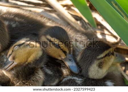 Wild fluffy ducklings in the grass close-up.
