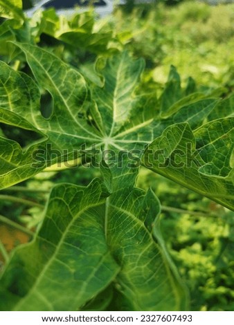 Close up of green papaya leaves
