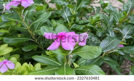 beautiful garden Madagascar Periwinkle flowers