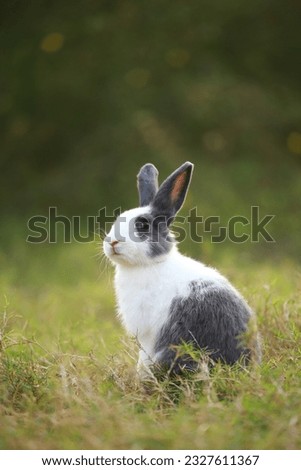 Adult rabbit in green field in spring. Lovely bunny has fun in fresh garden. Adorable rabbit plays and is relax in nature green grass. Royalty-Free Stock Photo #2327611367