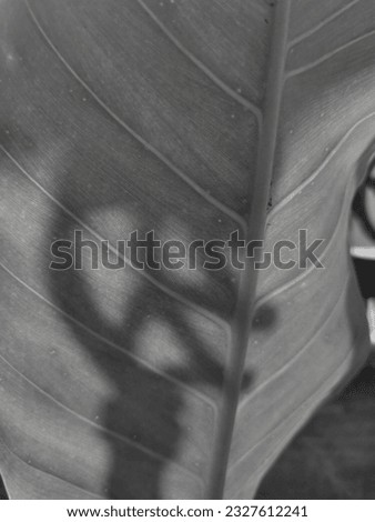 A close up photo of leaf surface in black and white