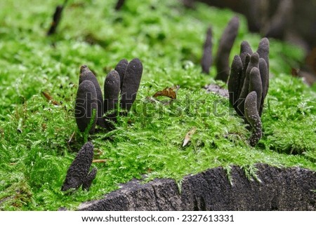 Xylaria polymorpha, commonly known as dead man's fingers close-up. Saprobic fungus among green moss in a summer forest Royalty-Free Stock Photo #2327613331