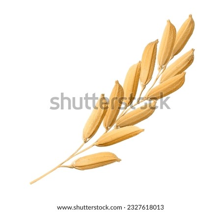 Close-up paddy rice ears isolated on white background.
