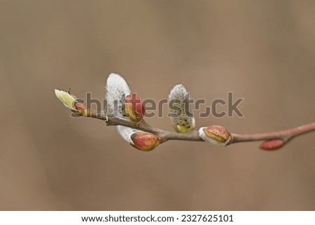 closeup of willow catkin - salix