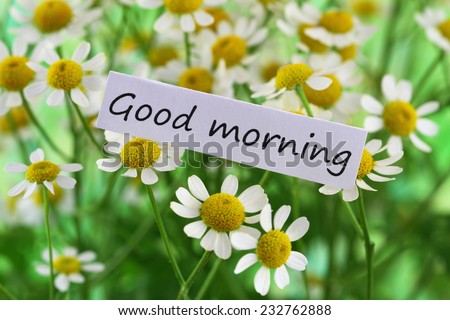 Good morning card with chamomile flowers 