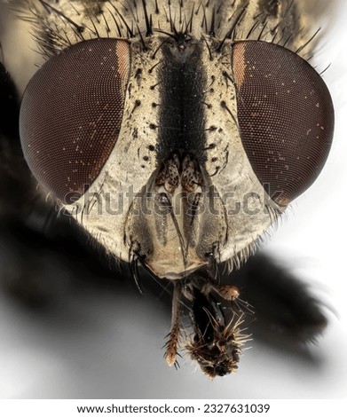 Macro photography of head of house fly isolated on white background.