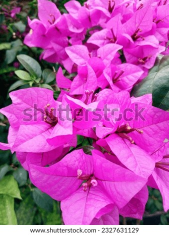 bugenvil purple paper flowers in a beautiful garden