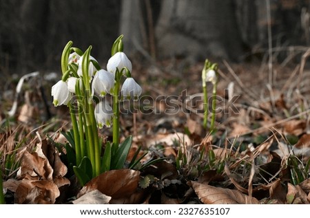 Landscape image, on the left edge a bunch blooming spring snowflake(Leucojum vernum) in the forest, among fallen autumn leaves. Angiosperm, monoecious, poisonous plant.