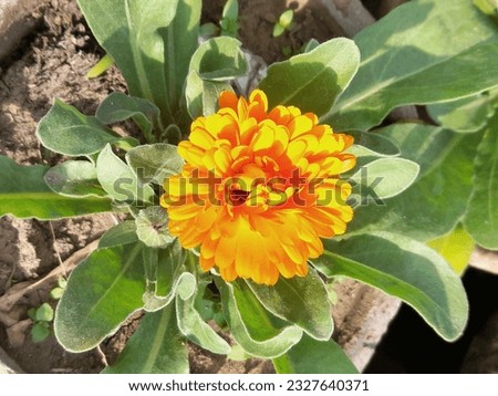 Fresh flowers and green leaf close up image 