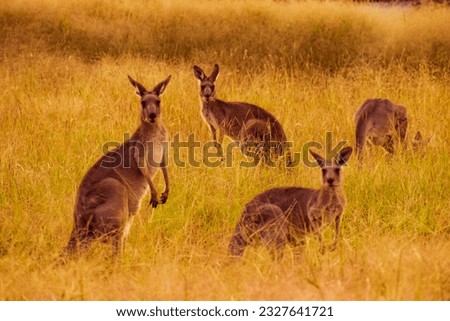 Kangaroos near Wagga Wagga, Australia.