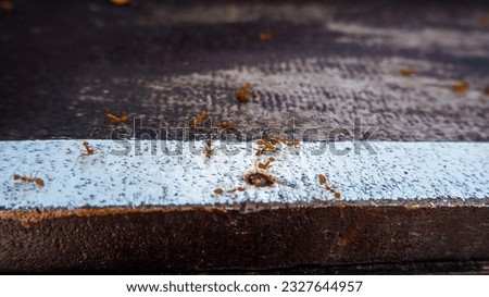 A colony of red fire ants with blur background
