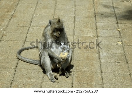 A monkey taking gifts from visitors to Uluwatu