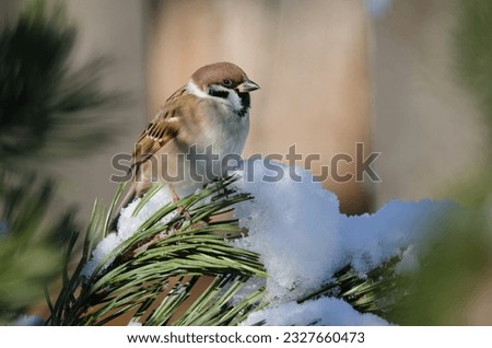 Eurasian tree sparrow Passer montanus saturatus. Kushiro Japanese Crane Reserve. Hokkaido. Japan. Royalty-Free Stock Photo #2327660473