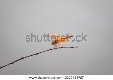 Orange Dragon fly on branch