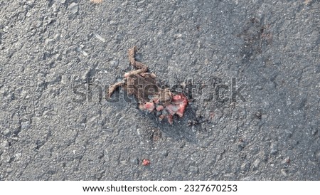 a crushed toad lies on the asphalt