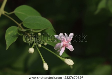 A symphony of colors unfolds as a white-pink Rangoon Creeper flower blooms against a lush green backdrop, nature's brushstrokes painting a picture of delicate beauty and serene enchantment.