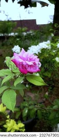 single rose pink on a blurry background