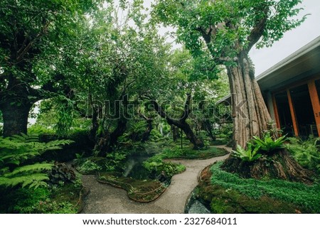 green forest tropical backyard in the house area