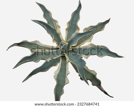 Agave spp.
Family: AGAVACEAE
no stems, rounded buds, long and pointed leaves with thorns Arranged like rose petals, green and yellow stripes along the edges of the leave.
picture on white background.