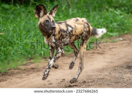 African wild dog looks to the side as he runs down the road in Malawi Royalty-Free Stock Photo #2327686265