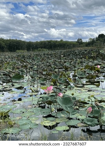 Picture of a green lotus field with pink flowers against a clear blue sky in the background.