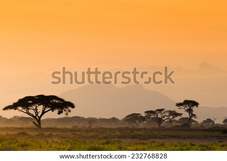 Afican savannah in evening light Royalty-Free Stock Photo #232768828