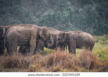 A herd of wild elephants walk through grass field in Thai Elephant Conservation Center in Lampang province Thailand , Elephant Family