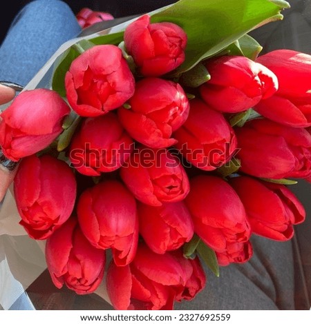 Close lookup of red tulips 