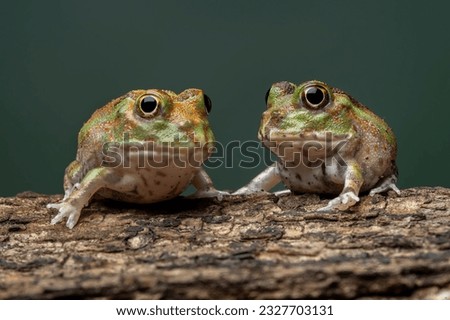 A pair of Chaco Horned Frog (Chacophrys pierottii) or Lesser Chini Frog. Chaco Horned Frog is a species of frog in the family Ceratophryidae.  Royalty-Free Stock Photo #2327703131