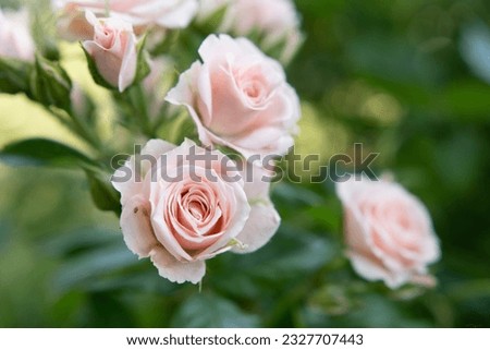 beautiful soft pink roses  flower bloming in garden. close up shot.  cloudy