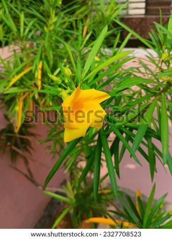 The flower name is Kaner in India. Its use in workship in india and it has some medical properties.