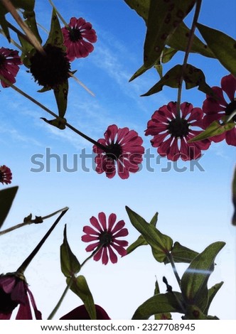 red flowers under the bright blue sky make my day full of enthusiasm