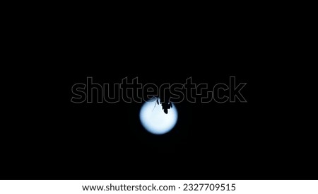 supermoon. blue moon. Full moon with foreground branch silhouette. Very big moon. Moon in the sky. on a black background. Space for text