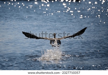Canada goose lifting of from surface