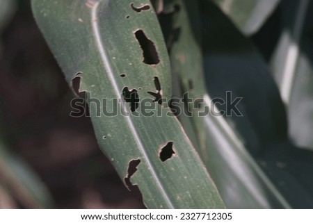 corn leaves with holes because they were eaten by caterpillars and locusts