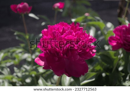 beautiful flowers in the garden, peonies, roses, a metal fence, sun and shadows, your screen is blocked, a magical aroma penetrates everywhere, a field, a meadow, a flowerbed