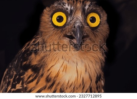 Ketupa ketupa - Buffy Fish Owl looking startled Royalty-Free Stock Photo #2327712895