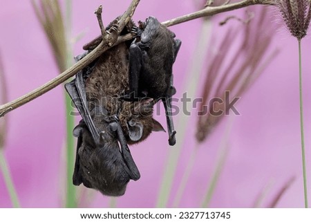 A mother microchiroptera bat hangs from a tree branch while nursing her two cubs. This small bat has the scientific name microchiroptera sp.
