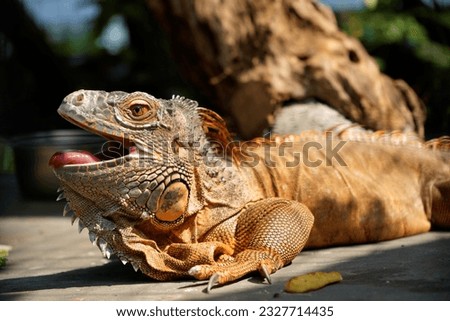 Jakarta Indonesia Brown iguana sumbathing in the motning the cage