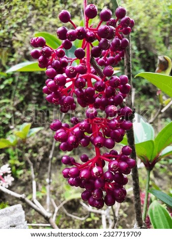 Parijata or Parijoto is a chronic epiphytic plant in the Medinilla clan, Melastomataceae tribe. Parijoto red is suitable for pregnant women