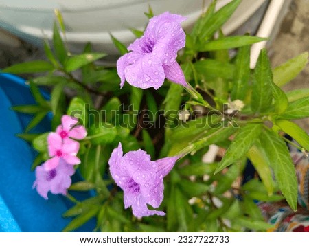 Purple Flower Photography, Ruellia tuberosa, Ruellia squarrosa plant, Purple Flower, Flowers Photography, Nature Photography, Raindrops
