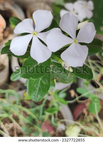 White periwinkle flower amid green leave, White Flower Photography, Nature Photography, White Flower, Nayantara, Periwinkle, Sadabahar, Flower Photos