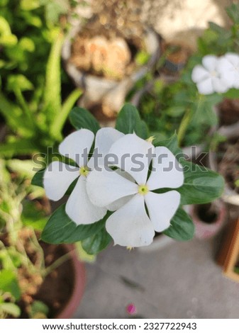 White periwinkle flower amid green leave, White Flower Photography, Nature Photography, White Flower, Nayantara,Tiny Periwinkle, Sadabahar, Flower Photos