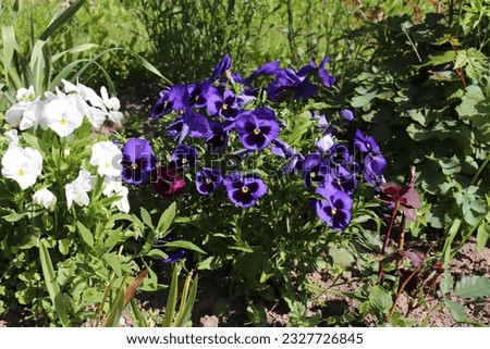 photo flowerbed with tricolor violets: blue and white violets
