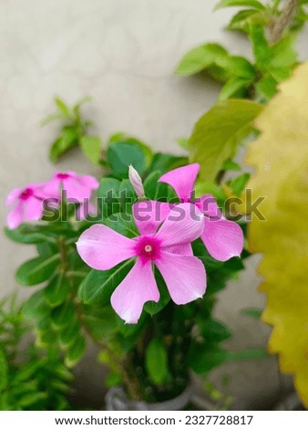 Catharanthus roseus, commonly known as bright eyes, Cape periwinkle, graveyard plant, Madagascar periwinkle, pink periwinkle, rose periwinkle, Flower photography, Nature photography, pink flowers