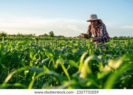 Asian farmer is using a tablet to check the quality leaves in Green corn field in agricultural garden and with beautiful sky.