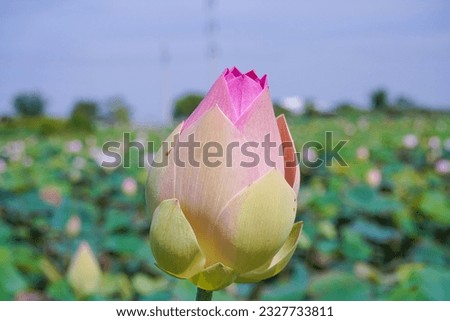 The lotus flower pink of buddha blossom and leaf flower lotus pink very beautifull fresh in the pond garden farm, Landscape and closeup plant flower lotus at field and outdoors macro floral.