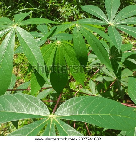 A picture of a green cassava plant