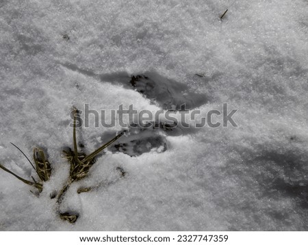 Perfect, small footprints of four paws of Eurasian Red Squirrel (Sciurus vulgaris) on the ground covered with soft, white snow in winter